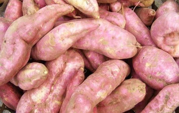 Como compar E selecione a batata-doce que é usada para o processamento de amido?