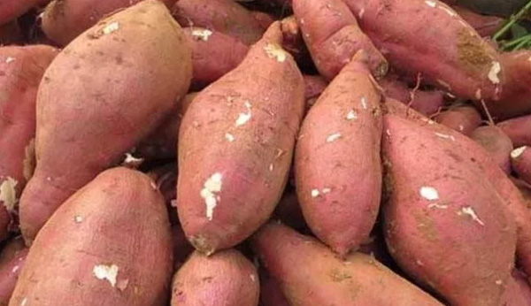 Como compar E selecione a batata-doce que é usada para o processamento de amido?