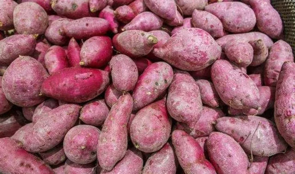红薯淀粉生产过程中，红薯会发生什么变化?