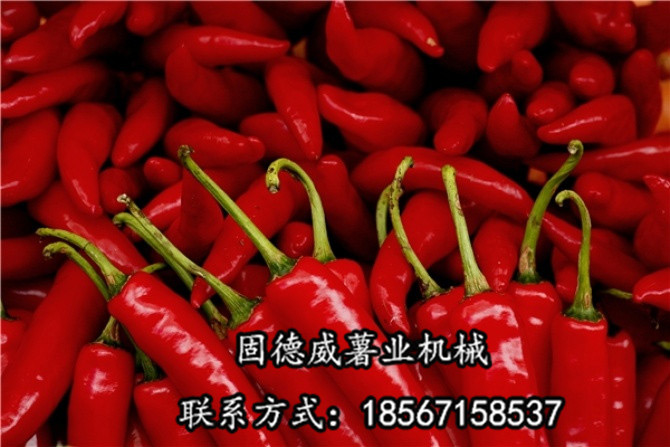 重庆红辣椒，张春华