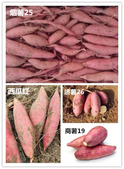 Armazenamento de batata-doce no inverno!Três tempo para resolver o problem da batta -doce apodrecer便利!