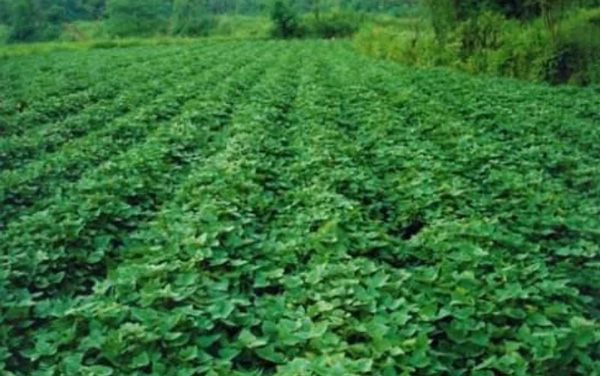 atenhama - a estatatro pontos para alto rendend to no período de crecemento de batata-doce
