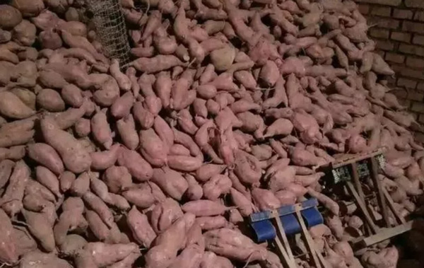 建立红薯淀粉工厂需要做哪些准备工作